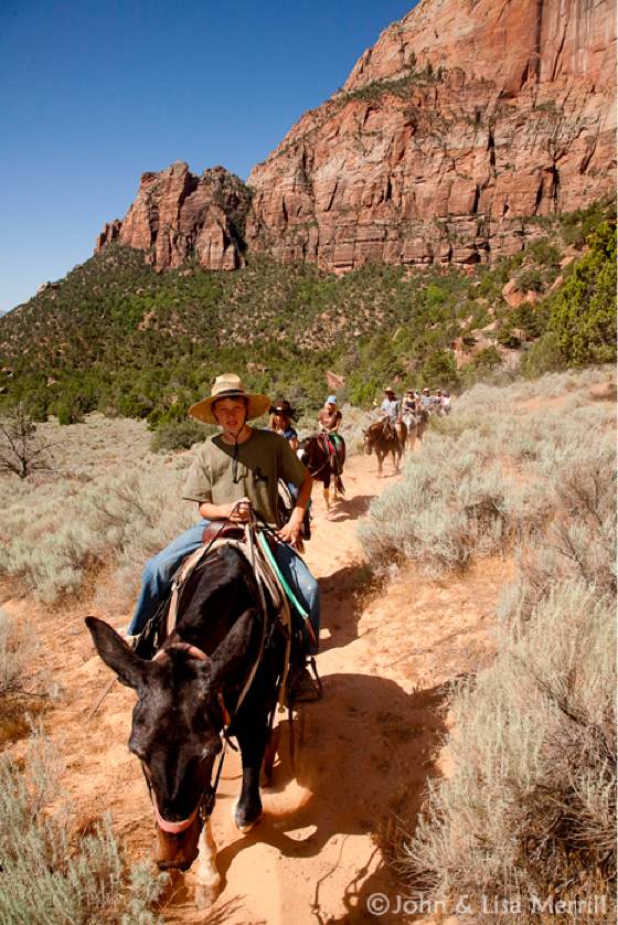 Zion Horseback Riding | Zion Canyon Trail Rides Canyon Trail Rides